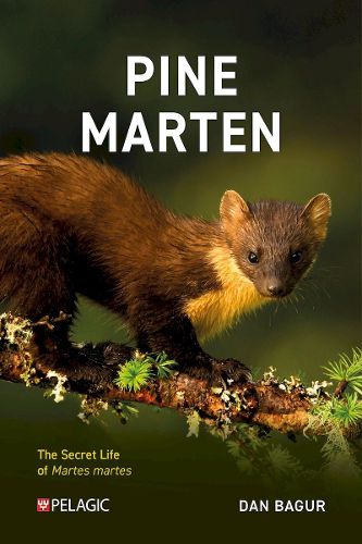 Pine Marten