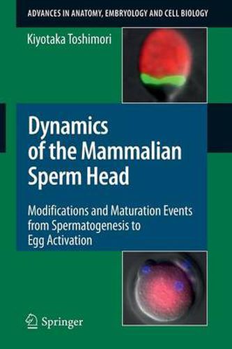 Cover image for Dynamics of the Mammalian Sperm Head: Modifications and Maturation Events From Spermatogenesis to Egg Activation