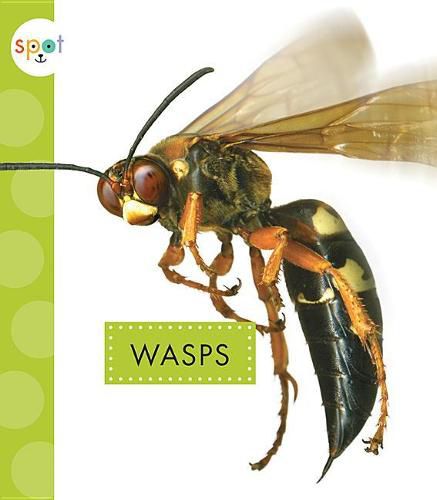 Cover image for Wasps