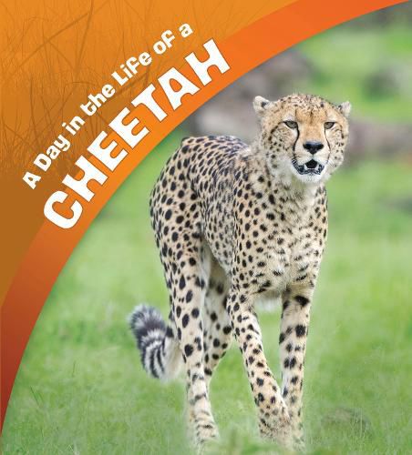 A Day in the Life of a Cheetah