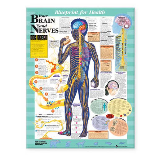 Cover image for Blueprint for Health Your Brain and Nerves Chart