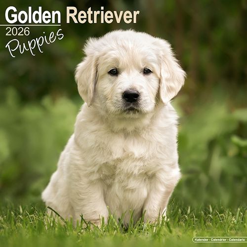 Cover image for Golden Retriever Puppies Calendar 2026 Square Dog Puppy Breed Wall Calendar - 16 Month