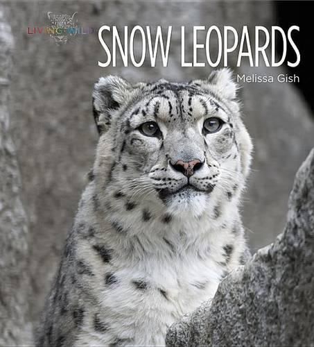 Snow Leopards