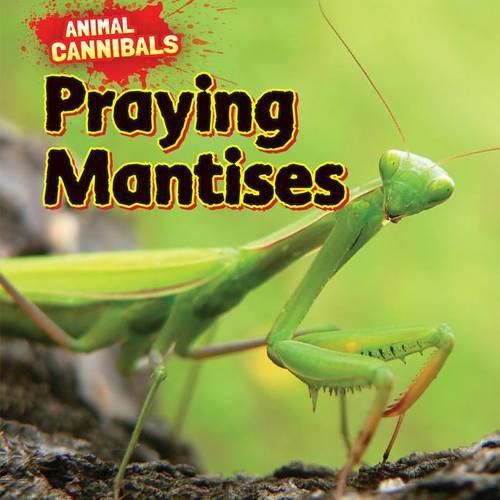 Praying Mantises