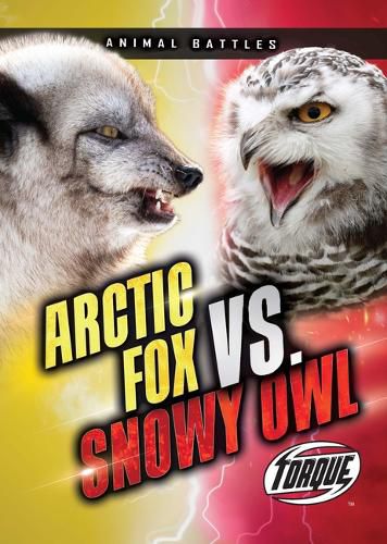 Arctic Fox vs. Snowy Owl