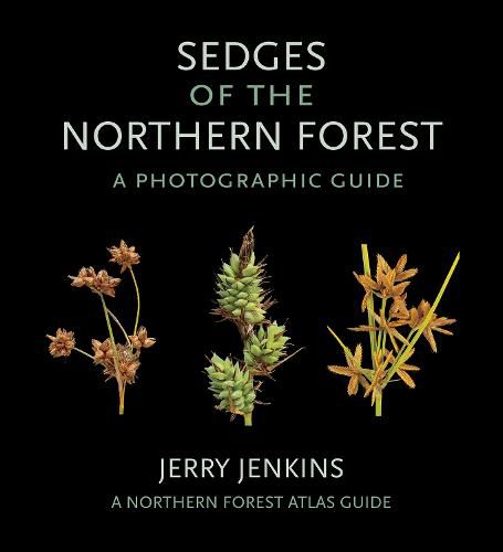 Cover image for Sedges of the Northern Forest: A Photographic Guide