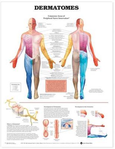 Cover image for Dermatomes Anatomical Chart