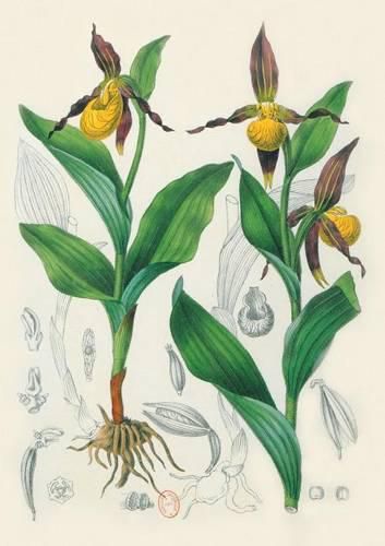 Cover image for Carnet Blanc, Orchidee Jaune, Dessin 19e Siecle