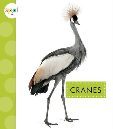 Cover image for Cranes