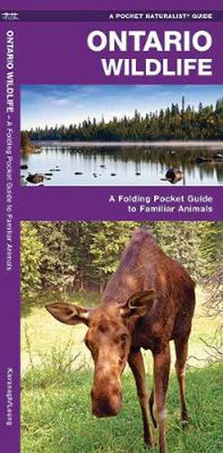 Cover image for Ontario Wildlife: A Folding Pocket Guide to Familiar Animals