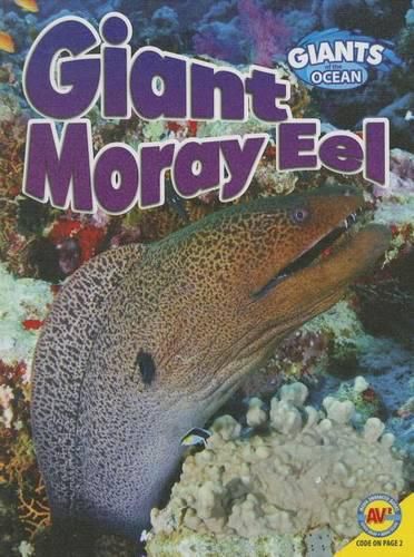 Giant Moray Eel