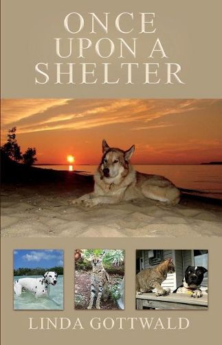 Cover image for Once Upon a Shelter