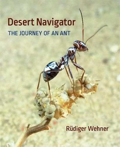 Cover image for Desert Navigator: The Journey of an Ant