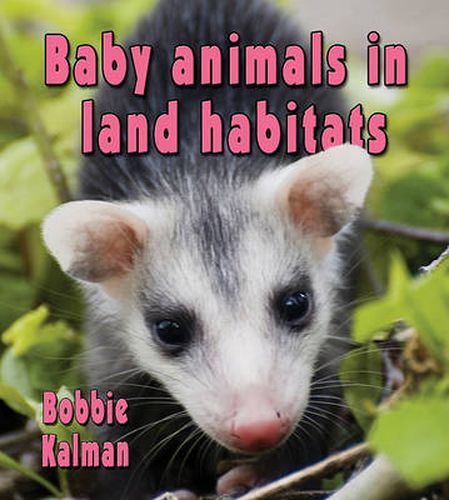 Cover image for Baby Animals in Land Habitats