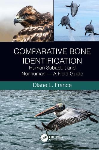 Cover image for Comparative Bone Identification: Human Subadult and Nonhuman - A Field Guide