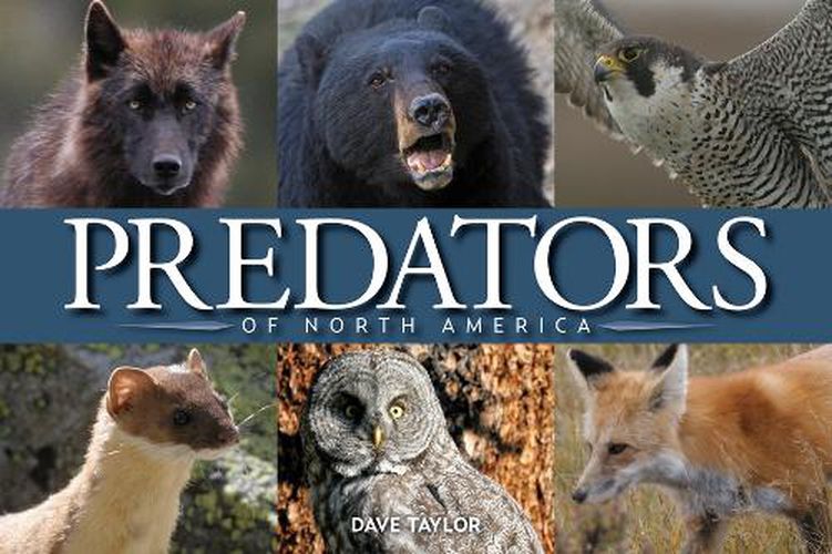 Cover image for Predators of North America