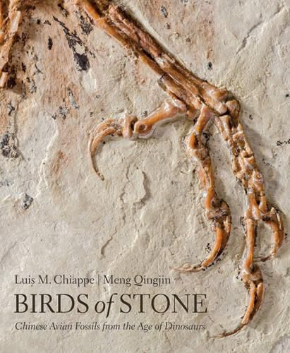 Cover image for Birds of Stone: Chinese Avian Fossils from the Age of Dinosaurs