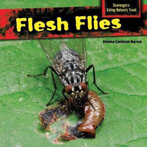 Flesh Flies