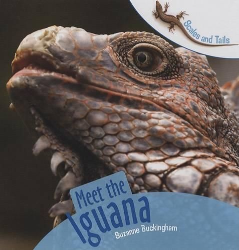 Cover image for Meet the Iguana