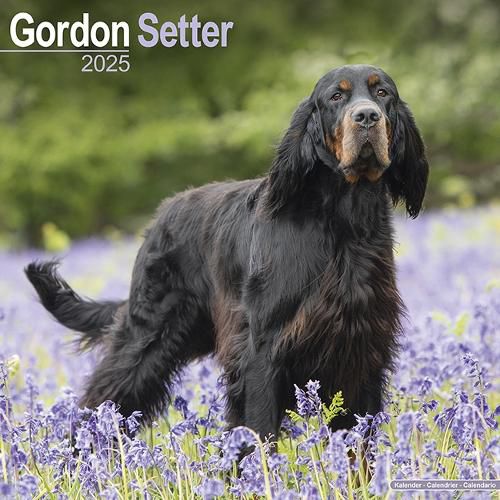 Gordon Setter Calendar 2025 Square Dog Breed Wall Calendar - 16 Month