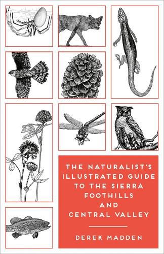 Cover image for The Naturalist's Illustrated Guide to the Sierra Foothills and Central Valley