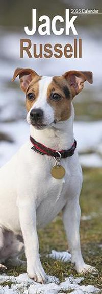 Cover image for Jack Russell Slim Calendar 2025 Dog Breed Slimline Calendar - 12 Month