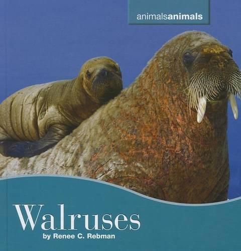 Cover image for Walruses