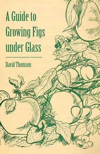 A Guide to Growing Figs Under Glass