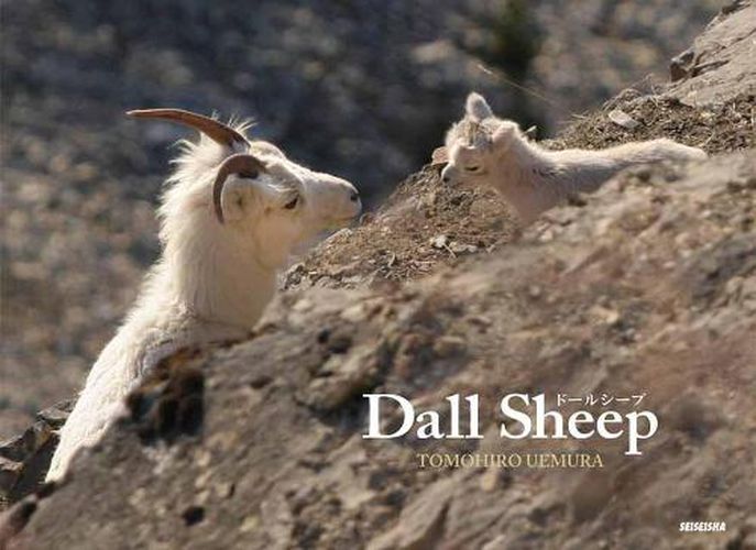 Cover image for Dall Sheep