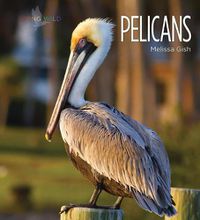 Cover image for Pelicans