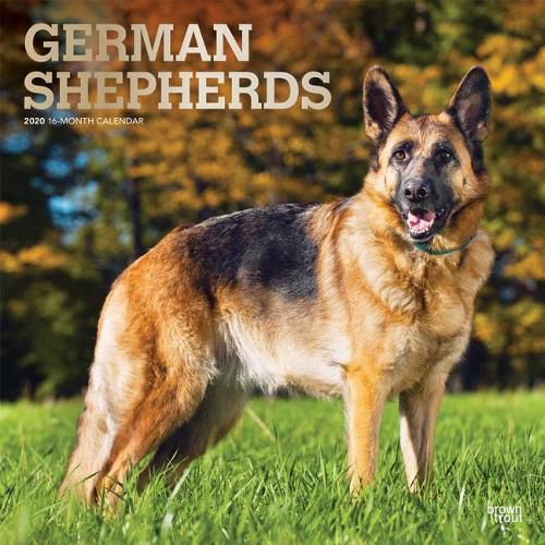 German Shepherds 2020 Square Wall Calendar