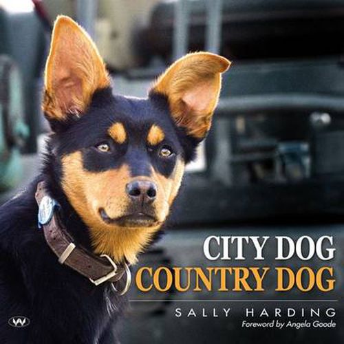 Cover image for City Dog Country Dog