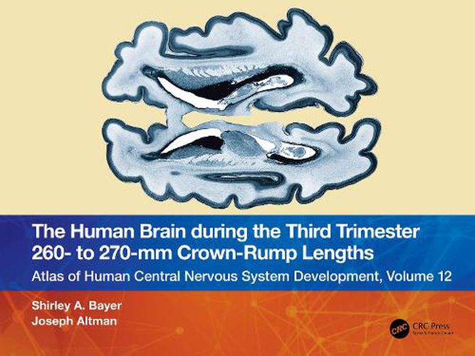 The Human Brain during the Third Trimester 260- to 270-mm Crown-Rump Lengths