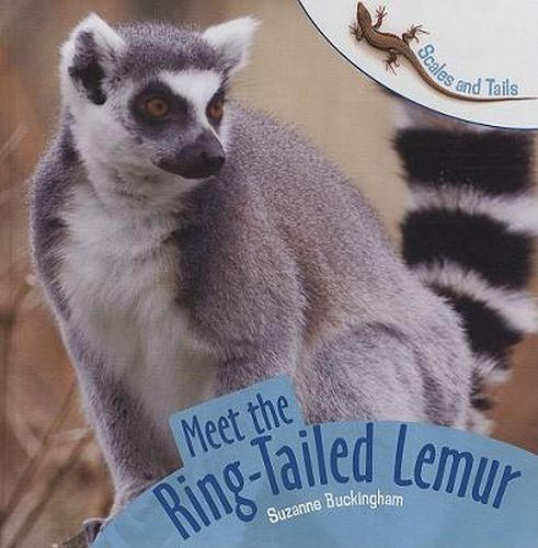 Cover image for Meet the Ring-Tailed Lemur