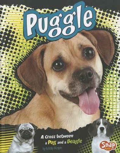 Puggle: A Cross Between a Pug and a Beagle