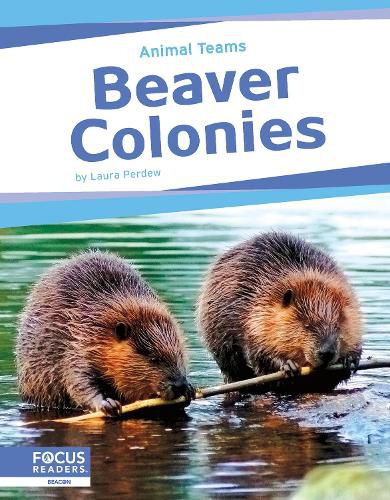 Cover image for Beaver Colonies