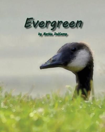Cover image for Evergreen