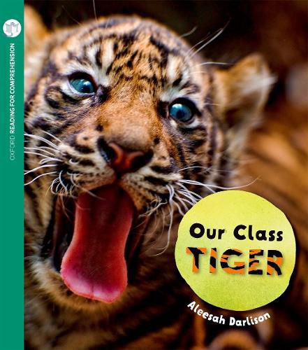 Our Class Tiger: Oxford Level 8: Pack of 6