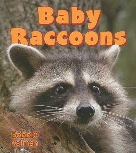 Cover image for Baby Raccoons