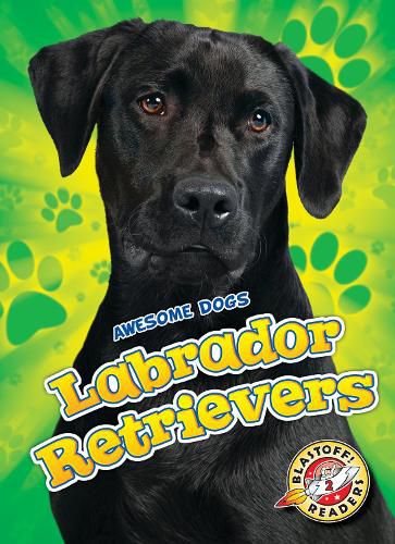 Labrador Retrievers Labrador Retrievers