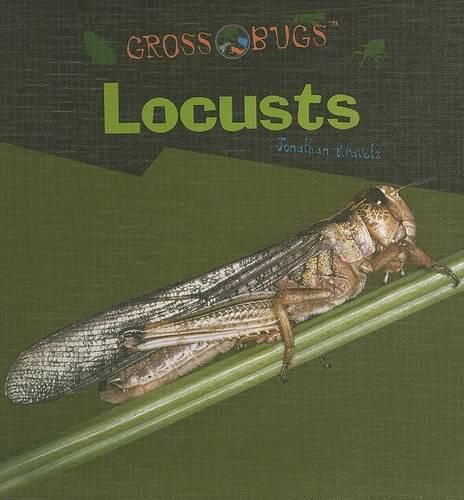 Cover image for Locusts