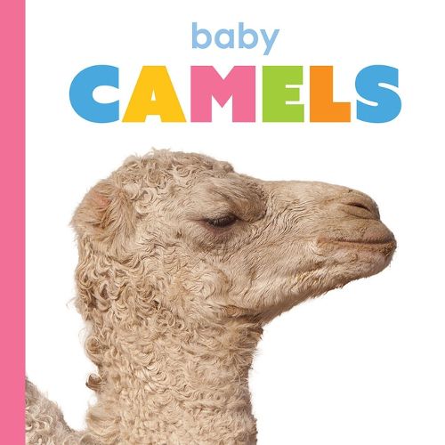 Cover image for Baby Camels