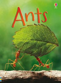 Cover image for Ants