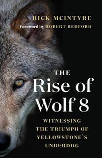 Cover image for The Rise of Wolf 8: Witnessing the Triumph of Yellowstone's Underdog