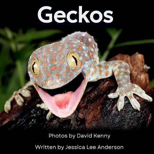 Cover image for Geckos