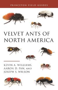 Cover image for Velvet Ants of North America
