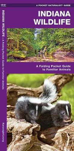 Cover image for Indiana Wildlife: A Folding Pocket Guide to Familiar Species