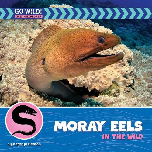 Cover image for Moray Eels in the Wild