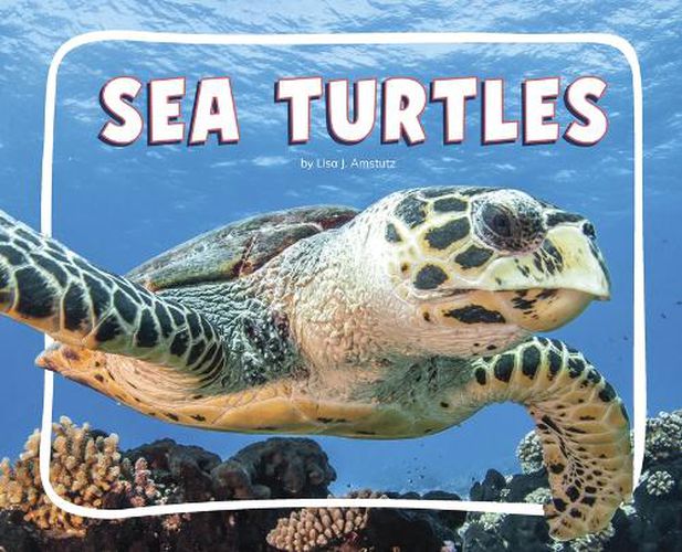 Cover image for Sea Turtles