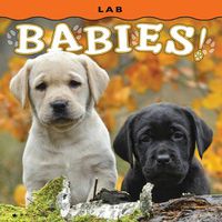 Cover image for Lab Babies!